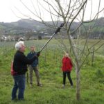 Sagartzea : matinées sur la taille et la greffe